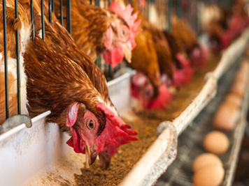 The Advantages of Ozone Sterilization Technology in Poultry Breeding